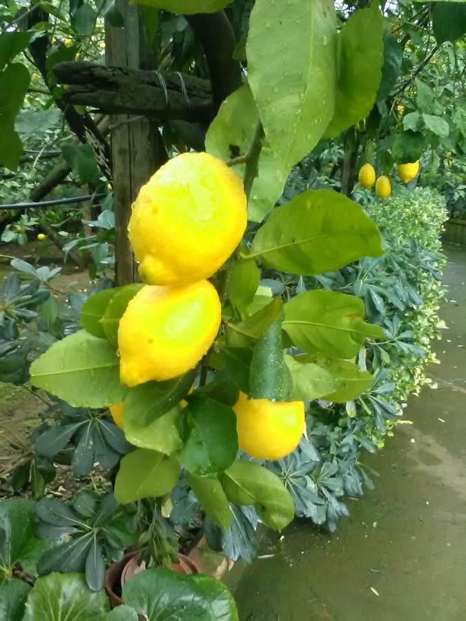 Casa Dei Limoni Daire Massa Lubrense Dış mekan fotoğraf