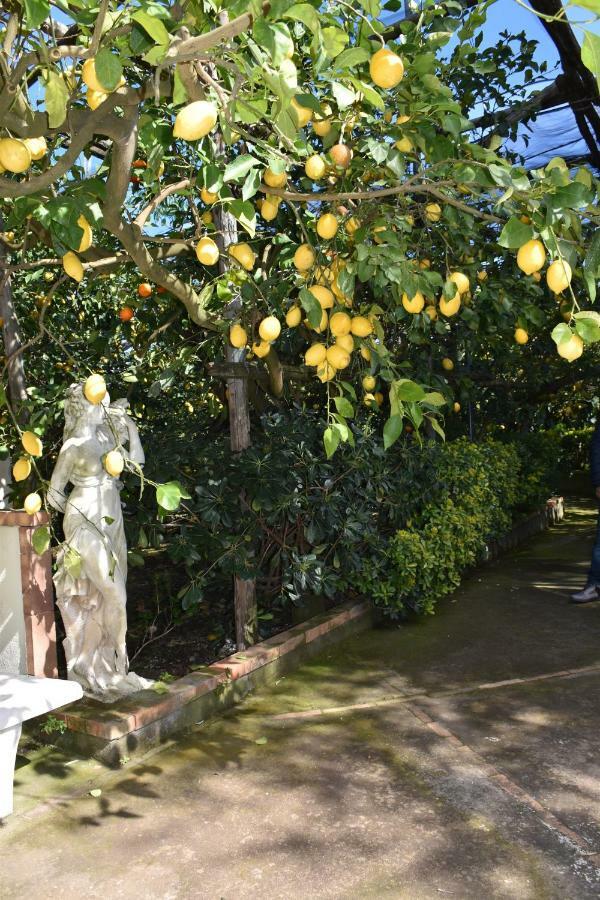 Casa Dei Limoni Daire Massa Lubrense Dış mekan fotoğraf