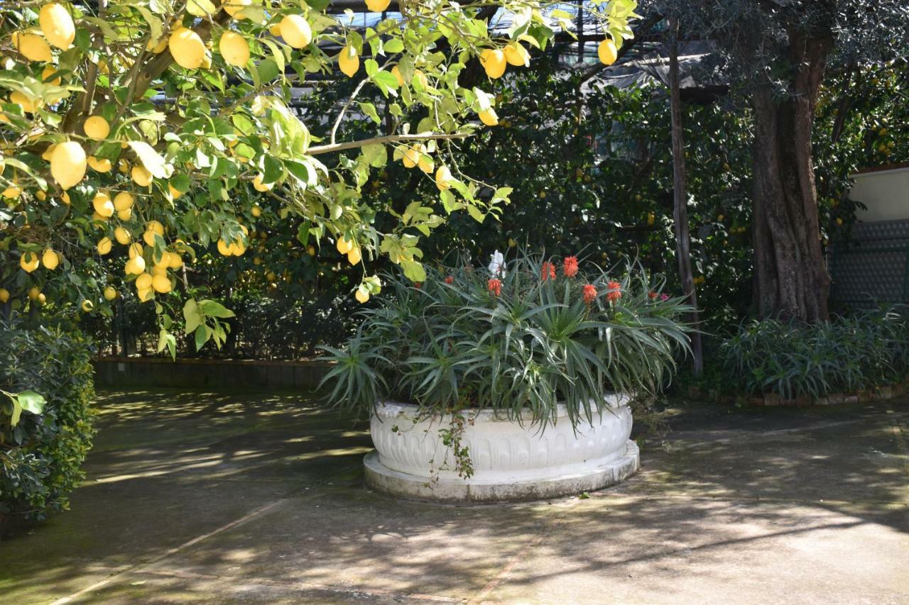 Casa Dei Limoni Daire Massa Lubrense Dış mekan fotoğraf